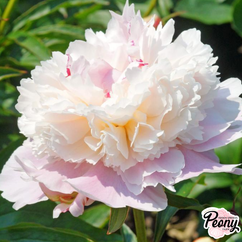 Alertie Peony — Hidden Springs Peony Farm